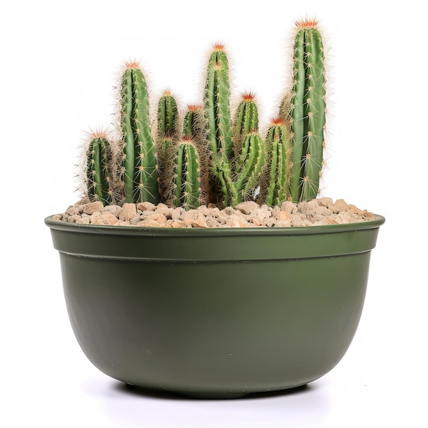 Una maceta verde con un cactus dentro