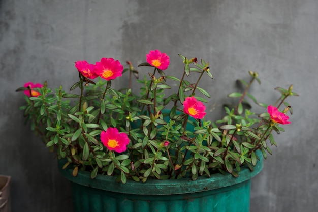 Foto una maceta verde con una flor rosa