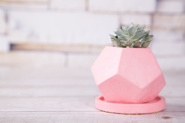 Foto maceta de yeso rosa con planta suculenta