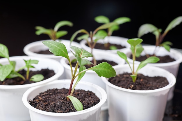 Macetas blancas con plantas recién plantadas