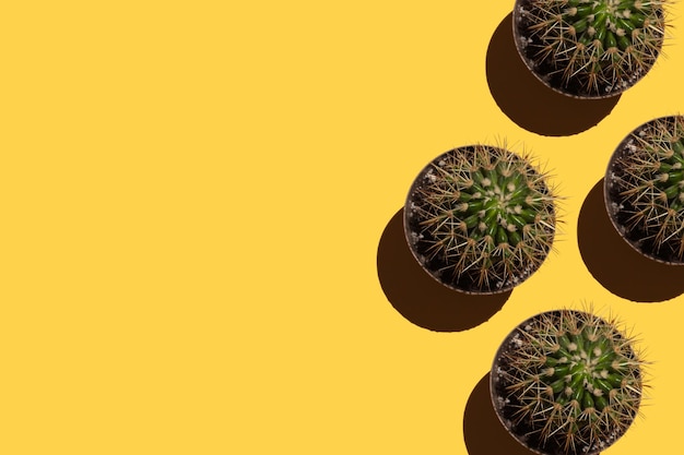 Macetas con cactus concepto de sequedad