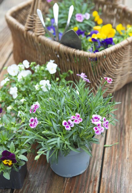 en macetas en flor y una canasta de mimbre llena de flores y herramientas de jardinería en la mesa de madera húmeda