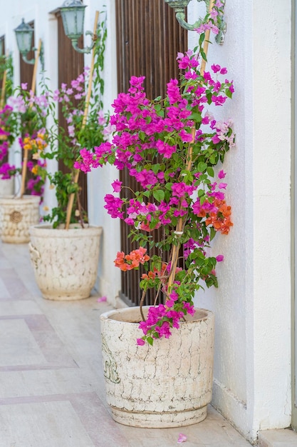 Macetas con flores decorativas brillantes cerca de la pared blanca en la ciudad de Bodrum Turquía