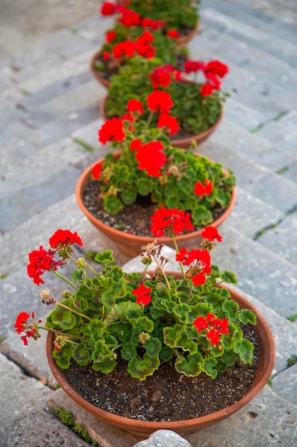 Macetas con flores rojas