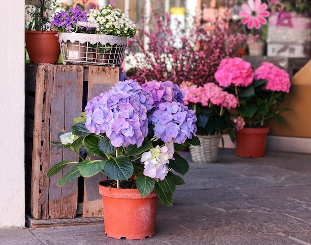 Macetas con hermosas flores florecientes de color rosa y púrpura hortensias para la venta