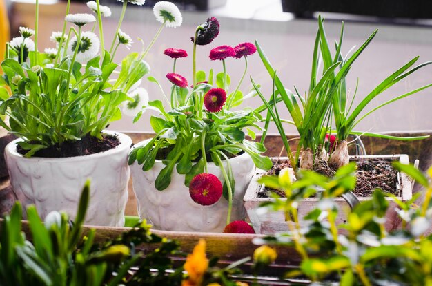 Macetas para jardín pequeño, patio o terraza. Plántulas de primavera hermosas flores en una caja de madera.