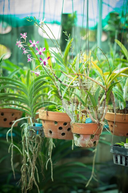 Macetas de orquídeas en un vivero de plantas