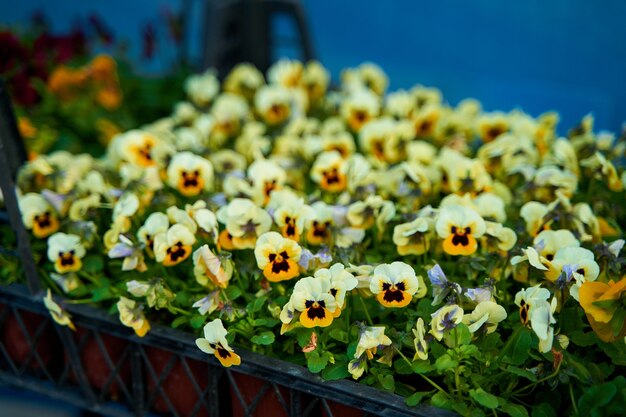 Macetas de pequeñas flores de interior en una florería. Negocio de flores.