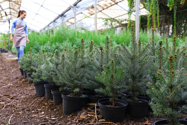 Macetas con plantas de abeto joven en invernadero