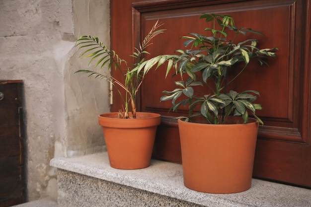 Macetas con plantas cerca de puertas de madera al aire libre.