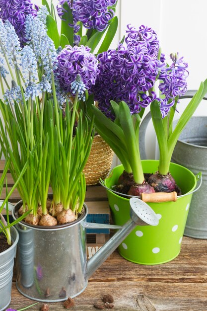 Macetas con plantas florecientes de primavera frescas y en crecimiento