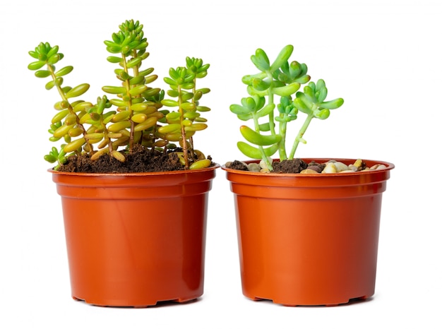 Macetas con plantas suculentas aisladas en blanco