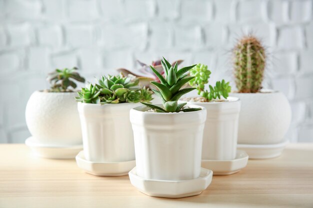 Macetas con plantas suculentas en la mesa contra el fondo de la pared de ladrillo