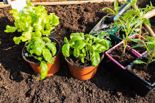 Macetas de plantas vegetales jóvenes para trasplantar en el jardín en primavera