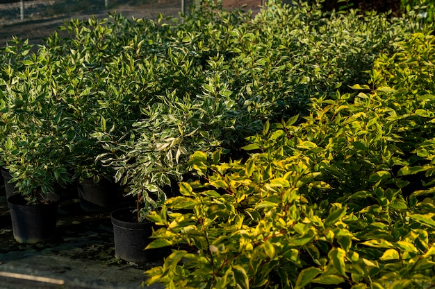 Macetas con plantas verdes en el centro de jardinería e invernadero.