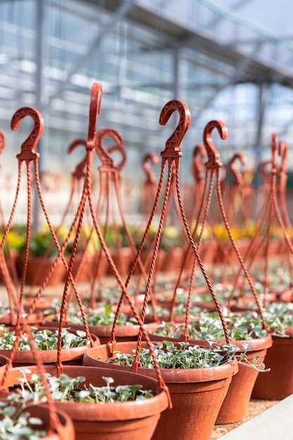 Macetas de plástico colgantes con plantas de flores jóvenes que crecen en invernadero