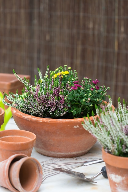 Macetas de terracota con flores de otoño composición exterior