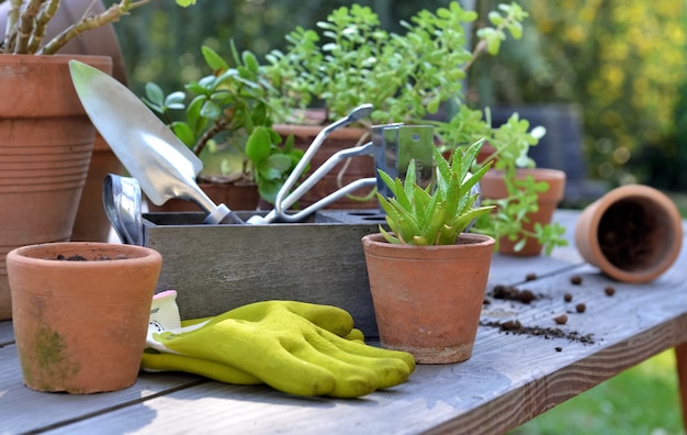 Macetas de terracota y planta sobre una mesa de madera con equipos de jardinería en el jardín