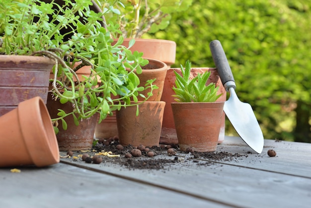 Macetas de terracota con plantas y pala sobre una mesa en el jardín