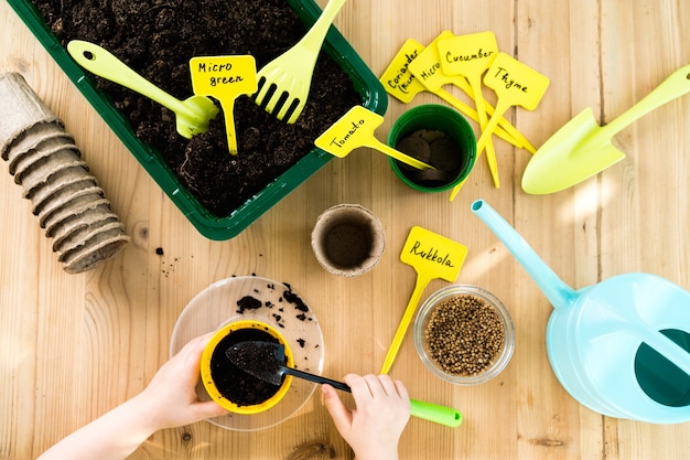 Macetas con tierra en una mesa de madera para plantar semillas y plántulas de hortalizas, micro greens, rúcula, concepto de jardinería y plantar plantas.