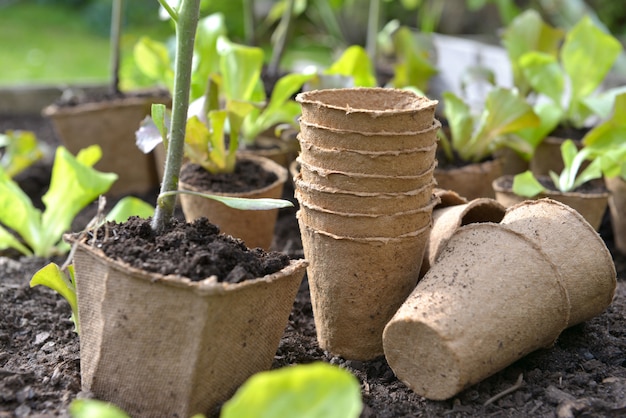 Macetas de turba para las plántulas en el jardín en el suelo