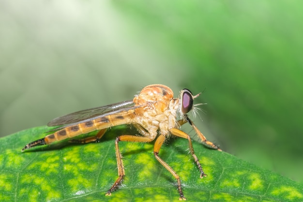 Machen Sie eine nähere Aufnahme Robberfly