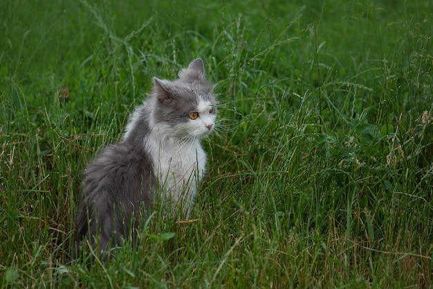 Machen Sie Katzen im Garten sicher im Freien. Niedliche Katze sicher erkunden Sie die Welt im Freien