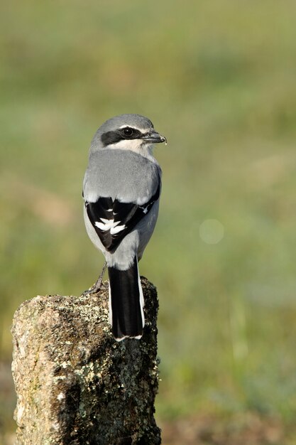 Foto macho actuación en `` the shrike '' gris meridional en la naturaleza en su percha favorita en la temporada de celo con la primera luz del día