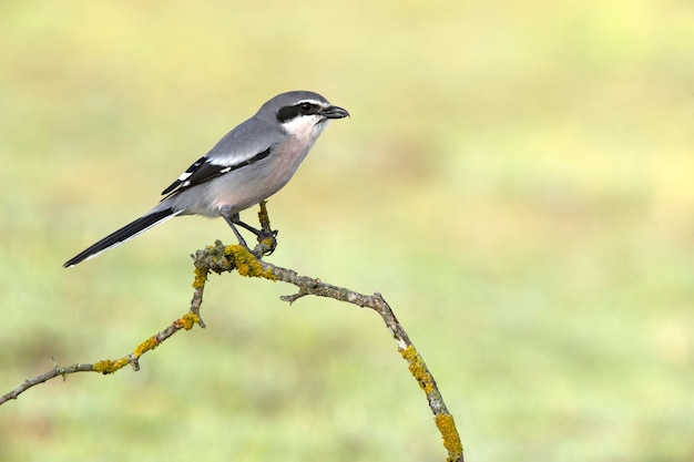 Macho de actuación en `` The Shrike '' gris meridional en las primeras luces del amanecer en su percha de caza favorita en su territorio de reproducción