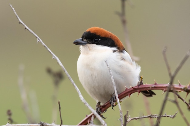 Macho actuación en "The Shrike" Woodchat Lanius senador en hábitat natural posado en la rama