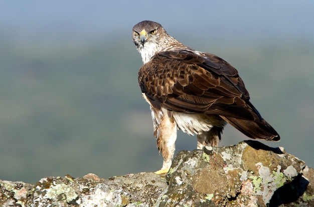 Macho adulto del águila de Bonelli, rapaces, pájaros