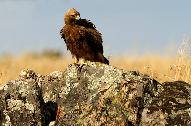 Macho adulto de águila calzada morph oscuro