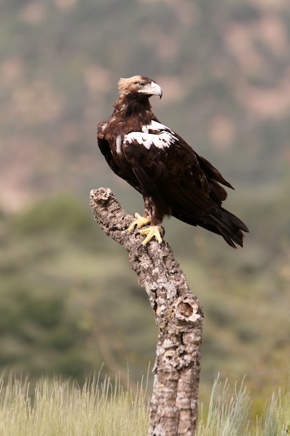 Macho adulto de águila imperial española en un bosque mediterráneo