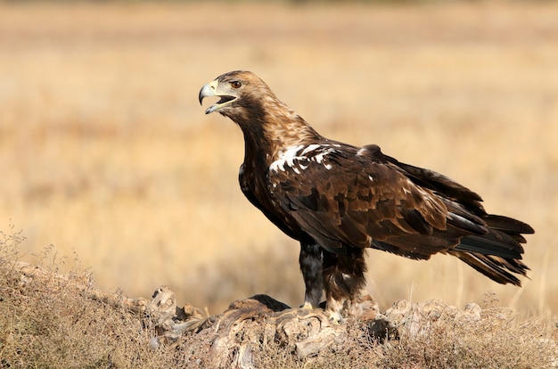 Macho adulto de águila imperial española en un día ventoso temprano en la mañana