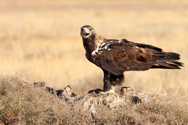 Macho adulto de águila imperial española en un día ventoso temprano en la mañana