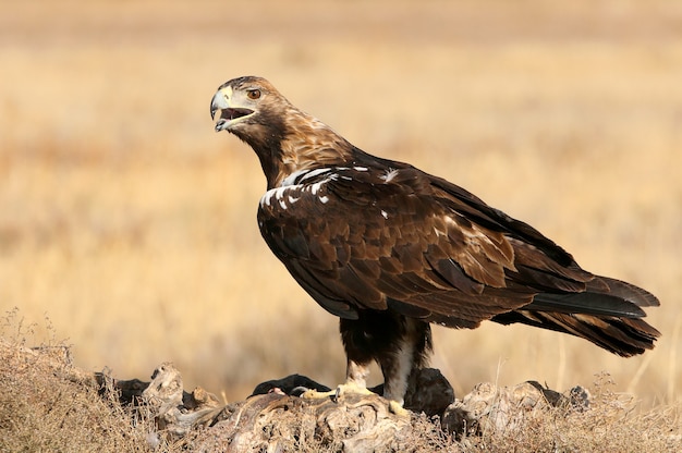 Macho adulto de águila imperial española en un día ventoso temprano en la mañana