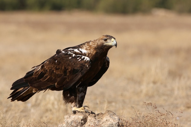 Macho adulto de águila imperial española en un día ventoso temprano en la mañana