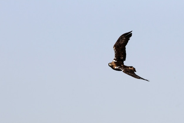 Macho adulto de águila imperial española volando