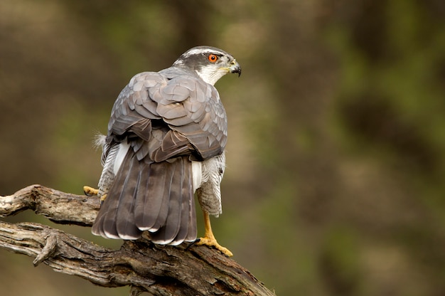 Macho adulto de azor norteño Accipiter gentilis