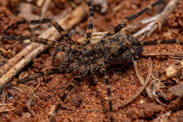 Macho adulto Cayenne Tick del género Amblyomma