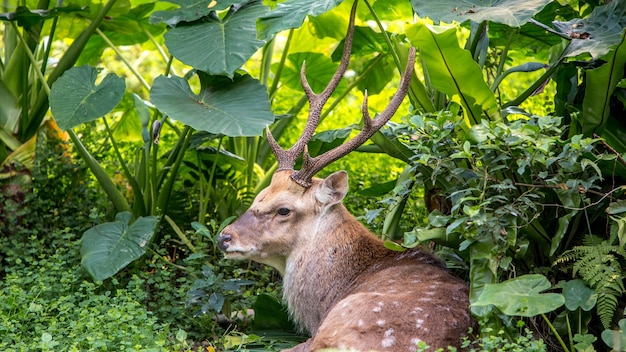 Un macho adulto cervus nippon descansando tendido entre los árboles y las plantas del bosque en un caluroso día de verano. Ciervo Sika en la montaña.