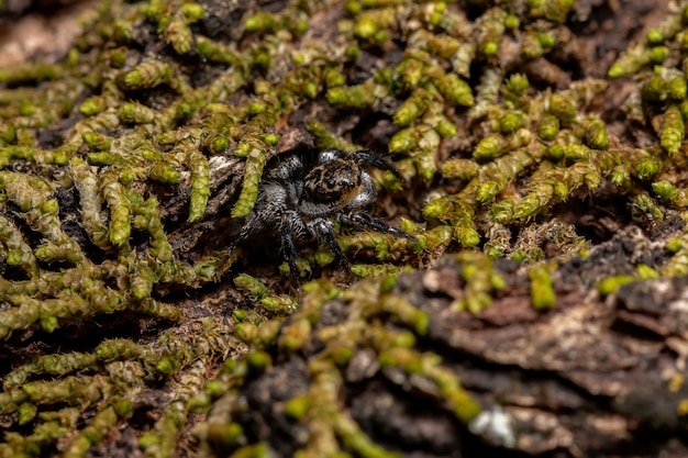 Macho adulto de aranha saltadora do gênero Corythalia em um tronco repleto de espécies de musgo especializadas em formigas predadoras