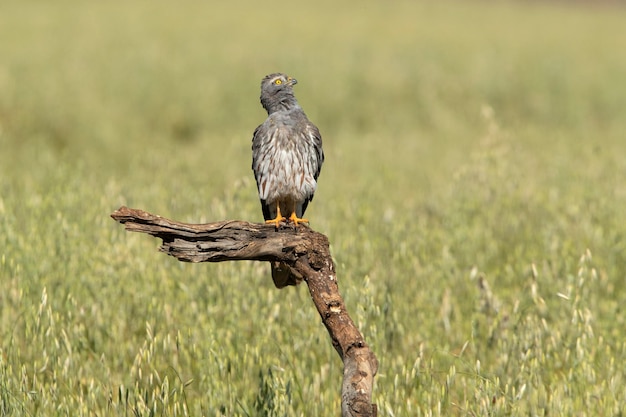 Macho adulto de harrier de Montagu em uma estepe de cereais no centro da Espanha em seu território de reprodução