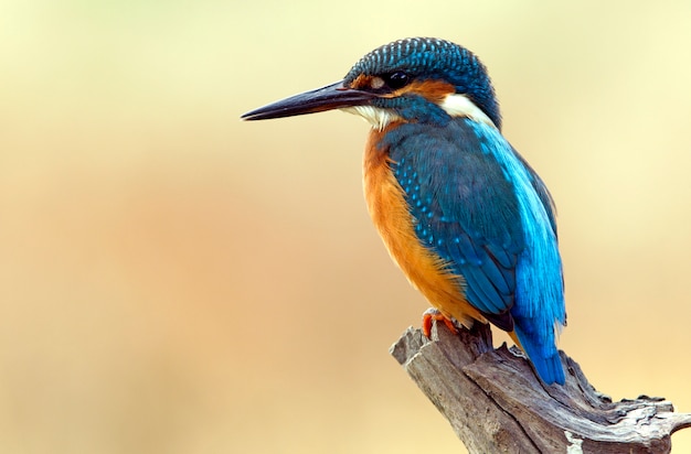 Macho adulto de pássaros comuns, Alcedo atthis