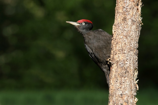 Macho adulto de pica-pau-preto, dryocopus martius