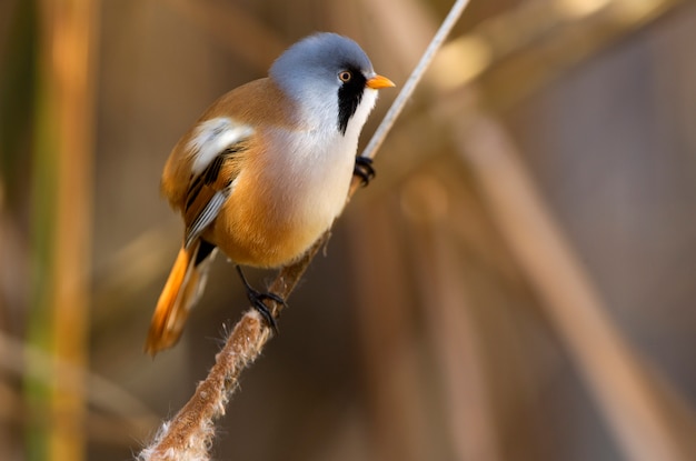 Macho adulto de reedling barbudo em um pântano com vegetação de junco