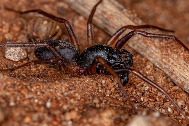 Macho adulto formiga mimetizador Sac Spider da espécie Falconina gracilis