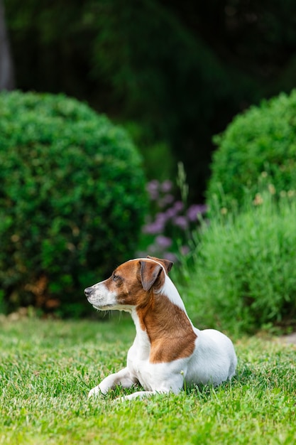 Macho adulto jack russell terrier cachorro sentado na grama em um jardim na primavera