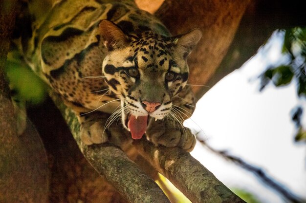 Foto el macho adulto del leopardo nublado neofelis nebulosa está catalogado como vulnerable y se puede encontrar en asia.