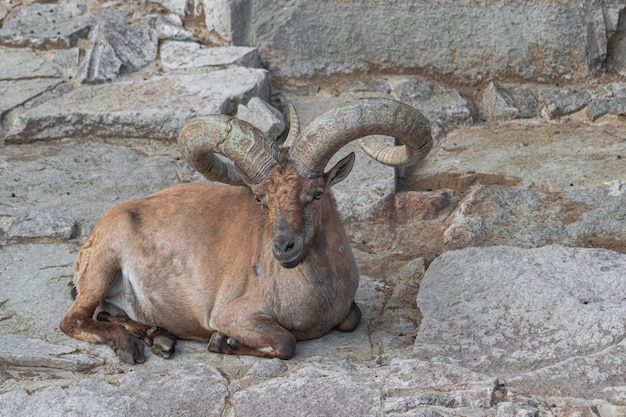 Macho adulto Leste Caucas Tur, (Capra cylindricornis)